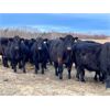 Image 4 : BN Ranch - 10 Black Simm-Angus Bred Cows (Boyle, AB)