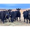 Image 6 : BN Ranch - 10 Black Simm-Angus Bred Cows (Boyle, AB)
