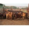 Image 8 : BN Ranch - 10 Black Simm-Angus Bred Cows (Boyle, AB)
