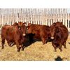 Image 2 : Eastligt Farms - 45 Red Simm X Angus Bred Heifers (Jarvie, AB)