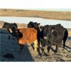 Image 6 : Connor Ogilvie - 510# Steer Calves - 60 Head (Outlook, SK) VBP+