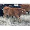 Image 7 : Connor Ogilvie - 510# Steer Calves - 60 Head (Outlook, SK) VBP+