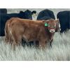 Image 7 : Connor Ogilvie - 490# Heifer Calves - 60 Head (Outlook, SK) VBP+