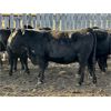 Image 3 : Direct Land Services (Lane Boisjoli & Daryl Lausen) - 10 Black Angus X 2nd Calvers (Carseland, AB)