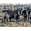 Image 6 : Direct Land Services (Lane Boisjoli & Daryl Lausen) - 10 Black Angus X 2nd Calvers (Carseland, AB)