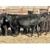 Image 7 : Direct Land Services (Lane Boisjoli & Daryl Lausen) - 10 Black Angus X 2nd Calvers (Carseland, AB)