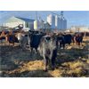 Image 10 : Jonsson Farms - 950# Yearling Steers - 65 Head (Oakview, MB)