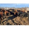 Image 2 : Jonsson Farms - 950# Yearling Steers - 65 Head (Oakview, MB)