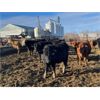 Image 3 : Jonsson Farms - 950# Yearling Steers - 65 Head (Oakview, MB)