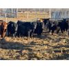 Image 6 : Jonsson Farms - 950# Yearling Steers - 65 Head (Oakview, MB)