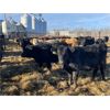 Image 9 : Jonsson Farms - 950# Yearling Steers - 65 Head (Oakview, MB)