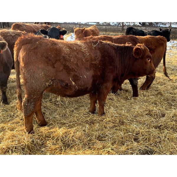 Sharko Land & Cattle - 22 Red/RBF Bred Heifers (Carrot River, SK)