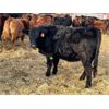 Image 3 : Sharko Land & Cattle - 22 Red/RBF Bred Heifers (Carrot River, SK)