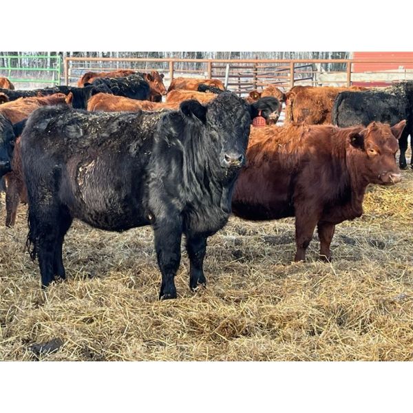 Sharko Land & Cattle - 20 Black/BBF Bred Heifers (Carrot River, SK)