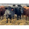 Image 2 : Sharko Land & Cattle - 20 Black/BBF Bred Heifers (Carrot River, SK)