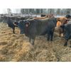 Image 3 : Sharko Land & Cattle - 20 Black/BBF Bred Heifers (Carrot River, SK)