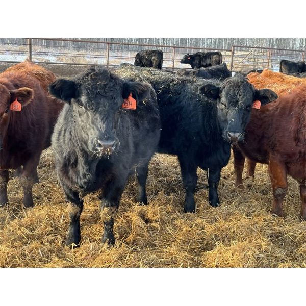 Sharko Land & Cattle - 20 Black/BBF Bred Heifers (Carrot River, SK)