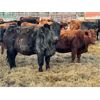 Image 2 : Sharko Land & Cattle - 20 Black/BBF Bred Heifers (Carrot River, SK)