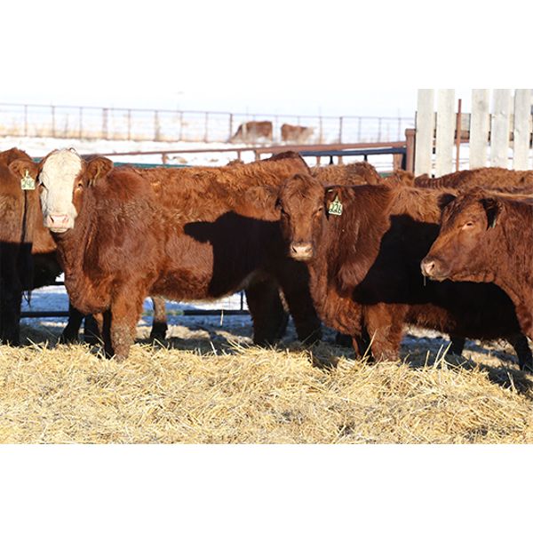 Franken Farms Inc. - 50 Red Simm X Bred Heifers (Glen Ewen, SK)