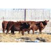 Image 2 : Franken Farms Inc. - 50 Red Simm X Bred Heifers (Glen Ewen, SK)