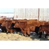 Image 3 : Franken Farms Inc. - 50 Red Simm X Bred Heifers (Glen Ewen, SK)