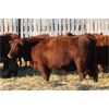 Image 4 : Franken Farms Inc. - 50 Red Simm X Bred Heifers (Glen Ewen, SK)