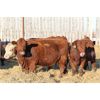 Image 5 : Franken Farms Inc. - 50 Red Simm X Bred Heifers (Glen Ewen, SK)