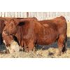 Image 6 : Franken Farms Inc. - 50 Red Simm X Bred Heifers (Glen Ewen, SK)
