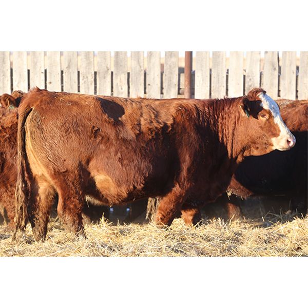 Franken Farms Inc. - 50 Red Simm X Bred Heifers (Glen Ewen, SK)