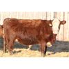 Image 4 : Franken Farms Inc. - 50 Red Simm X Bred Heifers (Glen Ewen, SK)