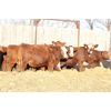 Image 5 : Franken Farms Inc. - 50 Red Simm X Bred Heifers (Glen Ewen, SK)