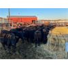 Image 10 : Cole Cattle Consulting Inc. - 45 Black/BBF Bred Cows (Saskatoon, SK)