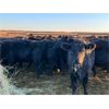 Image 11 : Cole Cattle Consulting Inc. - 45 Black/BBF Bred Cows (Saskatoon, SK)