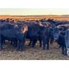 Image 12 : Cole Cattle Consulting Inc. - 45 Black/BBF Bred Cows (Saskatoon, SK)