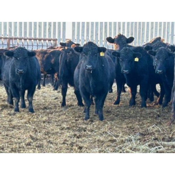 Cole Cattle Consulting Inc. - 45 Black/BBF Bred Cows (Saskatoon, SK)