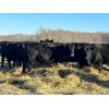 Image 2 : Cole Cattle Consulting Inc. - 45 Black/BBF Bred Cows (Saskatoon, SK)