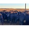 Image 3 : Cole Cattle Consulting Inc. - 45 Black/BBF Bred Cows (Saskatoon, SK)