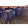 Image 4 : Cole Cattle Consulting Inc. - 45 Black/BBF Bred Cows (Saskatoon, SK)