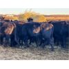 Image 6 : Cole Cattle Consulting Inc. - 45 Black/BBF Bred Cows (Saskatoon, SK)