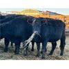 Image 8 : Cole Cattle Consulting Inc. - 45 Black/BBF Bred Cows (Saskatoon, SK)