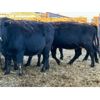 Image 9 : Cole Cattle Consulting Inc. - 45 Black/BBF Bred Cows (Saskatoon, SK)