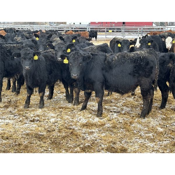 Lazy B Farm & Ranch - 600# Weaned Heifers - 100 Head (Linden, AB)