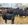 Image 2 : Lazy B Farm & Ranch - 600# Weaned Heifers - 100 Head (Linden, AB)