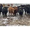 Image 3 : Lazy B Farm & Ranch - 600# Weaned Heifers - 100 Head (Linden, AB)