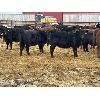 Image 4 : Lazy B Farm & Ranch - 600# Weaned Heifers - 100 Head (Linden, AB)
