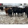 Image 5 : Lazy B Farm & Ranch - 600# Weaned Heifers - 100 Head (Linden, AB)