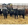 Image 6 : Lazy B Farm & Ranch - 600# Weaned Heifers - 100 Head (Linden, AB)