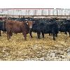 Image 7 : Lazy B Farm & Ranch - 600# Weaned Heifers - 100 Head (Linden, AB)