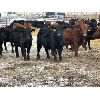 Image 8 : Lazy B Farm & Ranch - 600# Weaned Heifers - 100 Head (Linden, AB)
