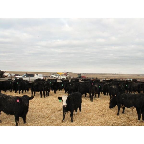 Durango Livestock - 575# Weaned Steers - 100 Head (Fort Macleod, AB)